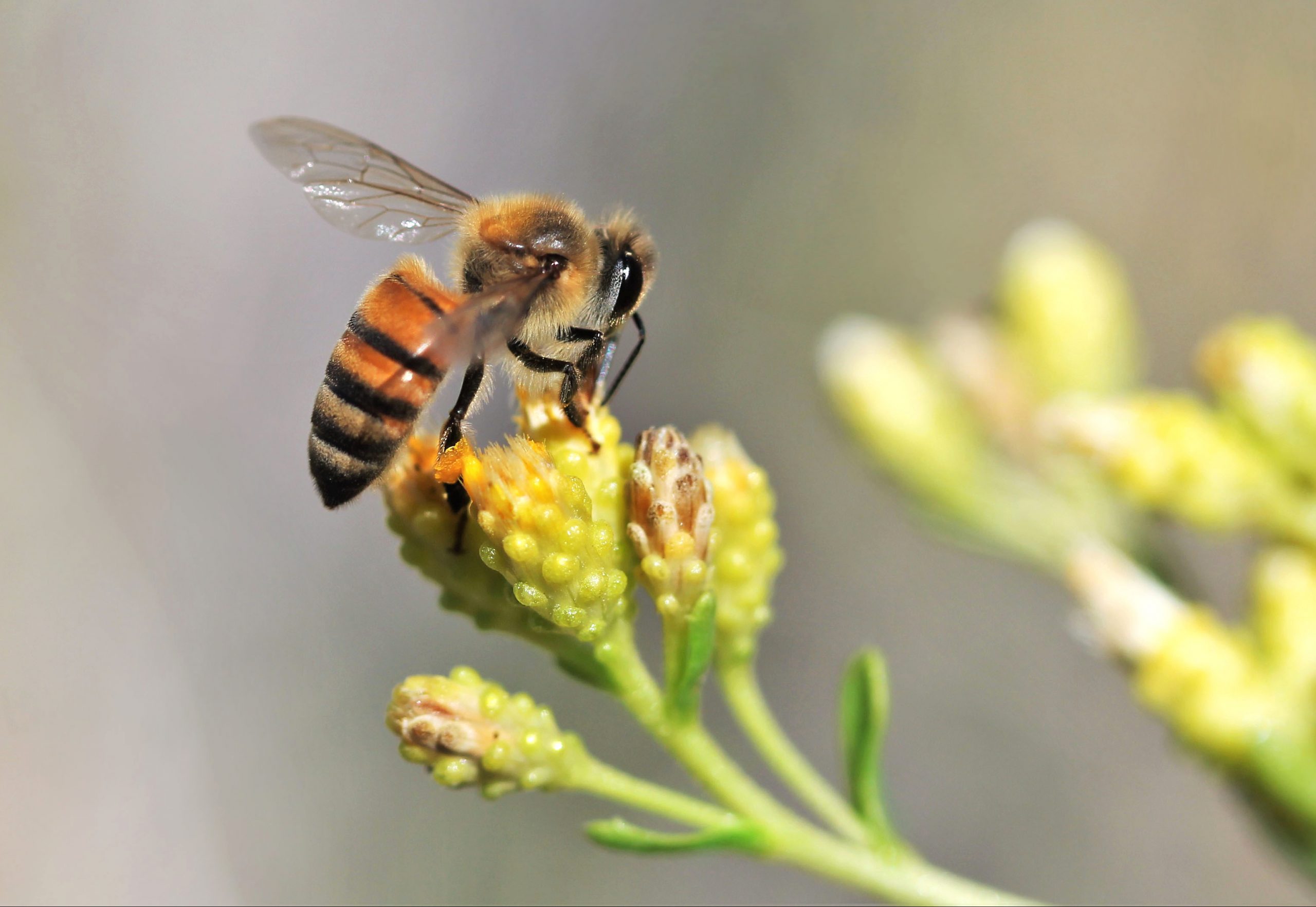 A bee pollinating a flower