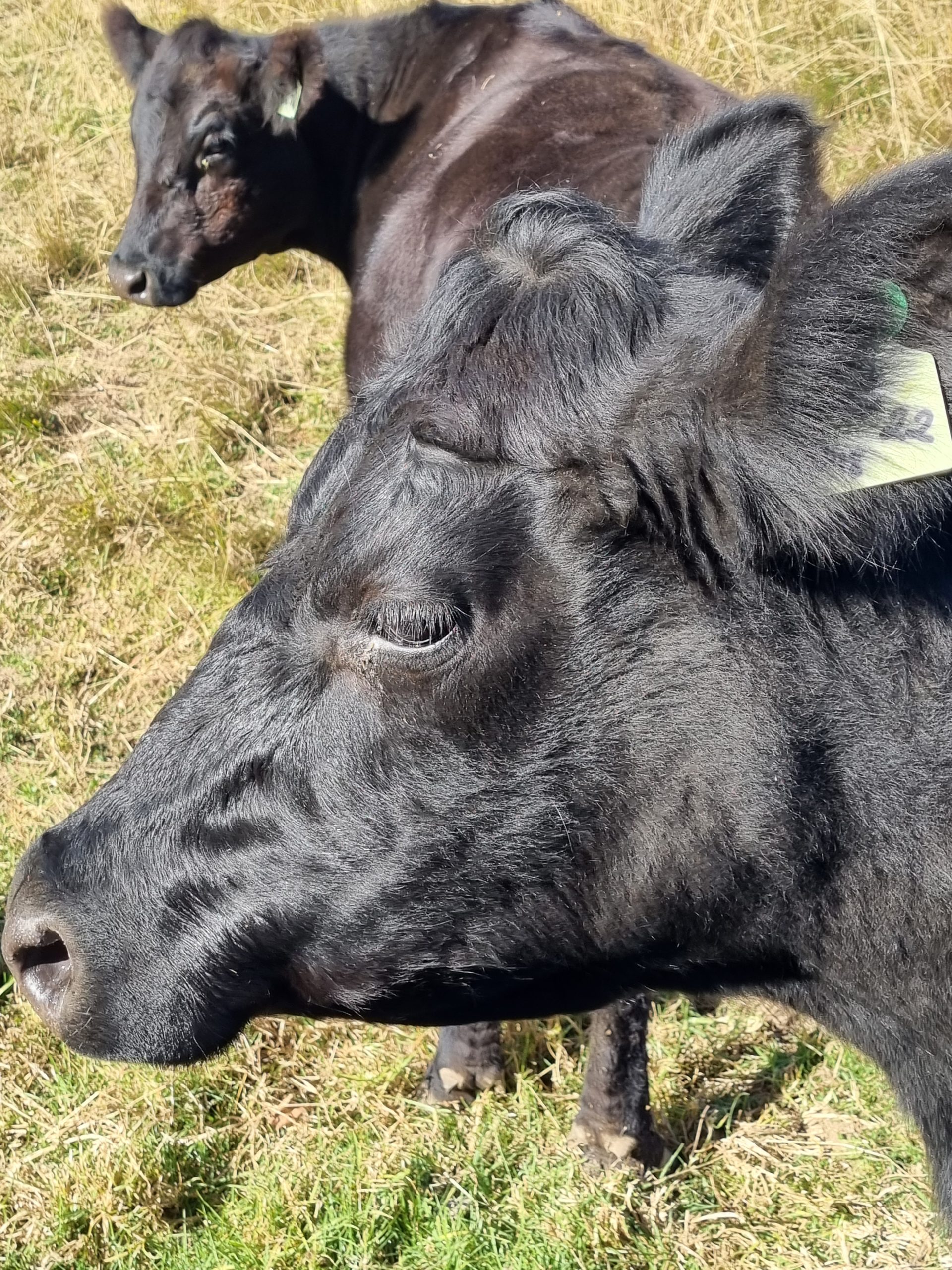 A Black Angus cow head in the foreground